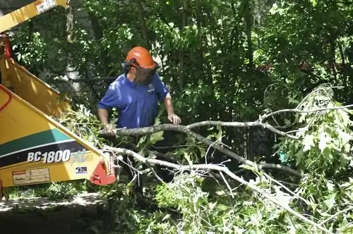 tree services Woodson Terrace